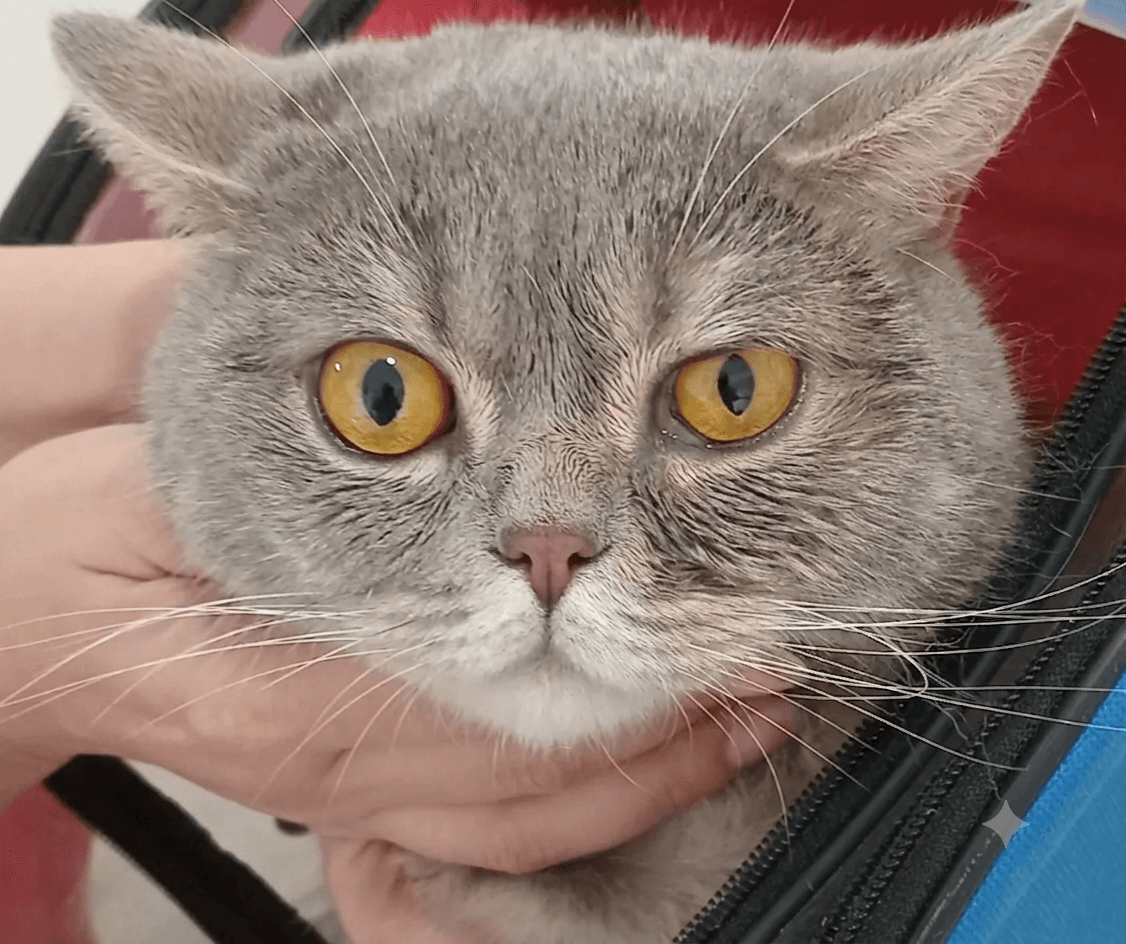 Göz Rahatsızlığı Olan bir Kedi
