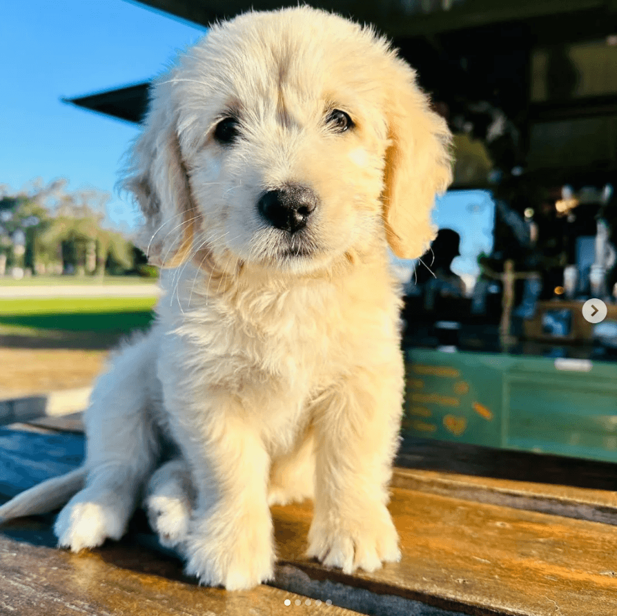 Yavru Köpek