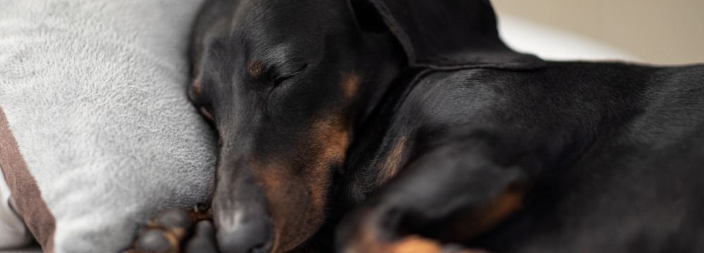 Anti-Newcastle Hastalığı Aşısının Köpeklerde Gençlik Hastalığı Tedavisi Için Kullanımının Değerlendirmesi