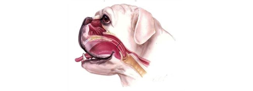 Surgical Opportunities In Brachycephalic Syndrome