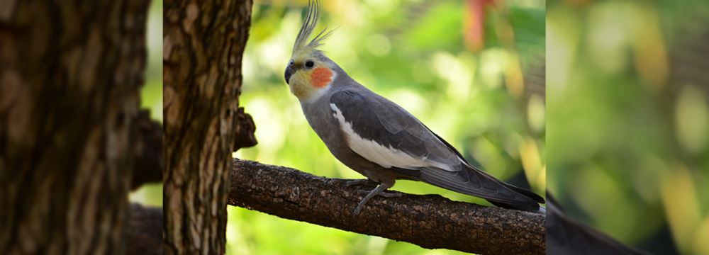 Egzotik Kuşların Temel Bakımı