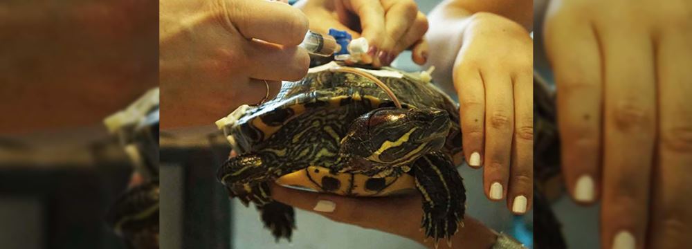 Kaplumbağalarda Kabuk Kırığının Plastik Köprü Kullanımı Ile Tedavisi
