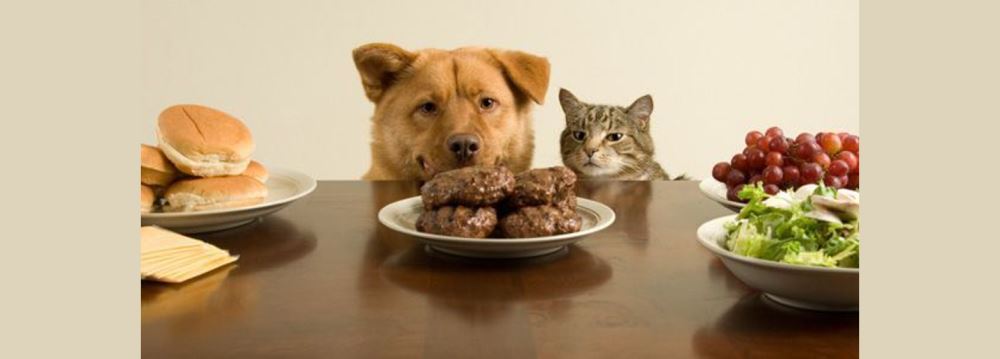 Kedi-Köpek Beslenmesi Üzerine Bir Giriş Yazısı