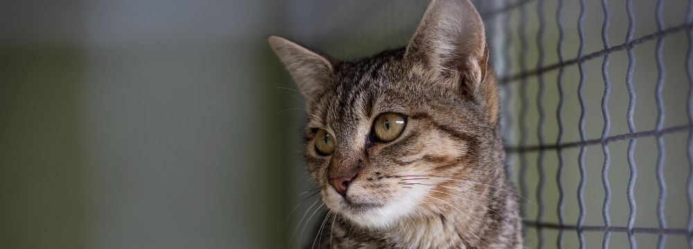 Kedi Enfeksiyöz Peritoniti Ve SARS-CoV-2 Pozitif Kedilerin Tedavi Yöntemlerinde Son Durum