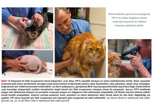 Kedi Enfeksiyöz Peritoniti (FIP) Tanı Koyma Rehberi