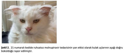 Ruhsatsız Molnupiravir, Kedi Enfeksiyöz Peritoniti Şüphesi Olan Kediler İçin Ruhsatsız GS-441524 Benzeri Tedavilerin Başarısızlıkla Sonuçlanması Nedeniyle Etkili Bir Kurtarma Tedavisidir