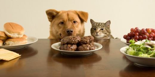 Kedi-Köpek Beslenmesi Üzerine Bir Giriş Yazısı